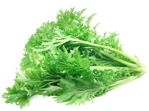 今！スッキリ！【 わさび菜1ｋｇ】緑パワー～農薬/化学肥料・不使用