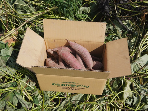 「ミニ白菜５玉とべにはるか３kg」霜降り白菜とあまいお芋。兵庫県但馬産。