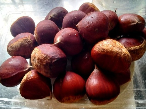 農薬不使用栽栽培　兵庫産　ホクホク甘い和栗（神鍋）　500ｇ②