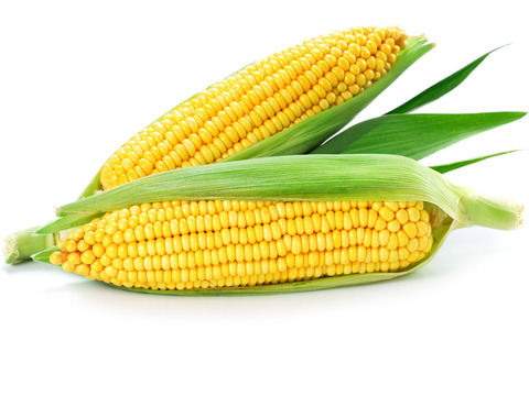 濃すぎる甘さ！とうもろこし「恵味ゴールド」　１０－１２本入り×１箱