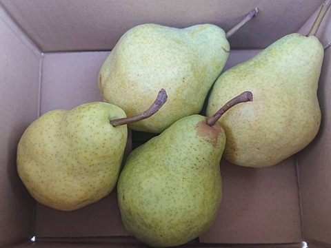 「西洋梨バートレット約1㎏」（約4個）甘味と酸味が調和した濃厚な味わい、爽やかな香りで風味が良いですよ。是非お試し下さい。いい感じで只今熟成中です。