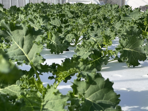 水耕栽培！サラダケール・カリーノケール1000g(250gX4p)