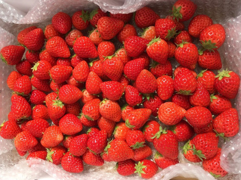 よつぼし☆小粒4kg