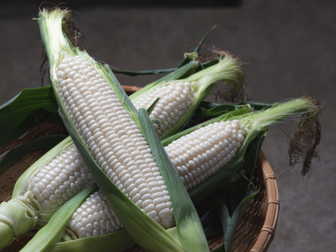❗️朝採り❗️白いおおもの！！とうもろこし　9本