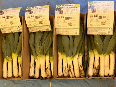 【農薬節減】とろける甘さ 極太下仁田ネギ（Lサイズ以上を18本）
