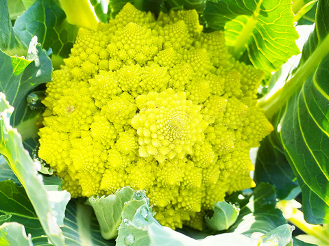 【芸術的野菜！】ロマネスコ（2個）農薬・化学肥料不使用