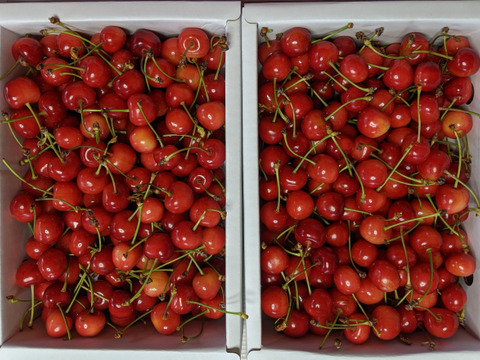 さくらんぼバラ詰め800ｇ