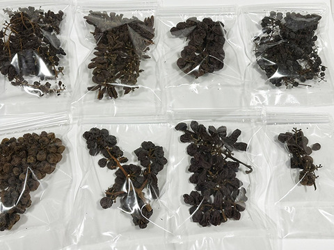 【ドライフルーツ】【食べ比べ】凝縮された甘さ！軸付き干しぶどう（8種、約700g）