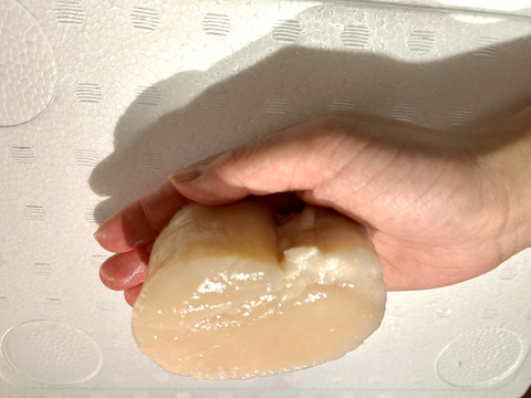 日間賀島産【天然 平貝（タイラギ）】
春が旬，びっくりサイズ、超特大！
貝柱，貝紐，玉｜刺身用・寿司ネタ・高級貝・産地直送|下処理済発送‼︎4枚