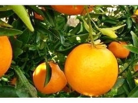 食べ比べ【数量限定☆希少の高級柑橘🎁】はるみ１㎏&マイヤーレモン１㎏🍊🍋