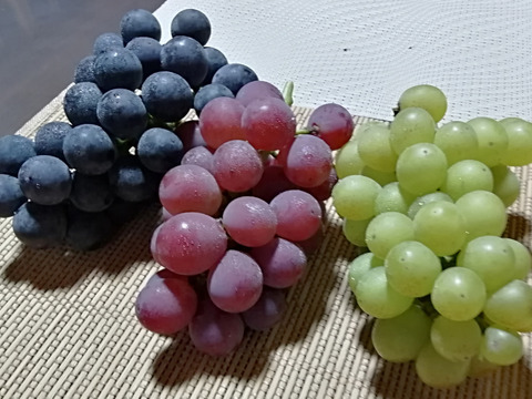 ✨🍇第一弾　2024ぶどう3種食べ比べセット🍇✨
　　　紅伊豆　・　ハニービーナス　・　巨峰
【ご家庭用・中房各１房入・計約1.3㌔位入】