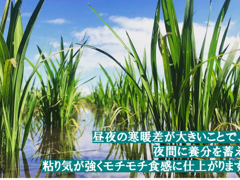 令和６年新米 特別栽培米''隠れたお米の名産地''新潟県五泉産コシヒカリ100%「南郷米」精米2kg×3袋