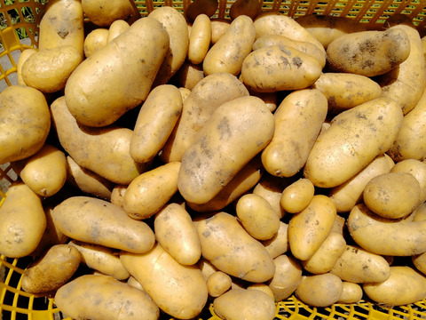 やっちゃん農園のメークイン10キロ