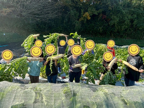 我が子に食べさせたい野菜を｜志学農
園の白菜 3玉（約5kg）栽培期間中農薬・化学肥料不使用