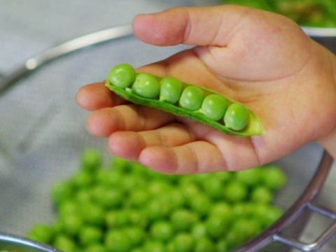 春野菜セット 鹿児島県指宿産 グリーンピース500g＋オクラ32本 農家直送