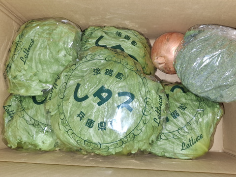 淡路島のシャキシャキレタス5玉🥬特別栽培農産物