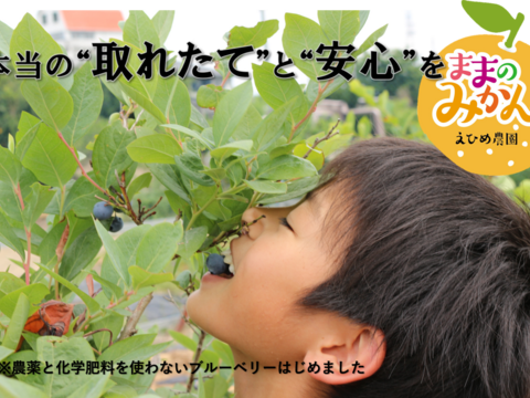 【新登場＆数量限定】愛媛県産 新品種「愛媛果試第48号(基準クリアで紅プリンセス）」3kg販売開始！