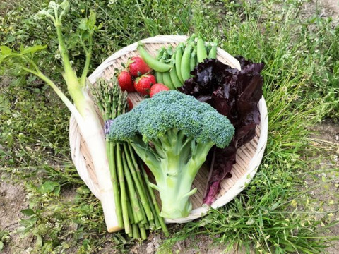 ブロッコリーの野菜セット（4種類以上）