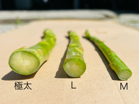 信州安曇野産　春芽アスパラガス　極太（２Ｌ以上）サイズ１kg