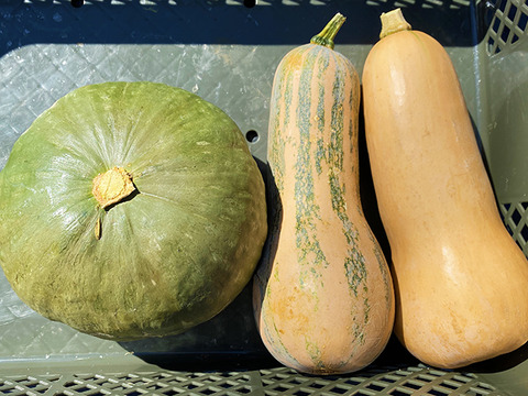 食べ比べ！かぼちゃセット！（4kg、4～6個入り）紅はるか(2kg)農薬・化学肥料不使用