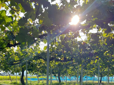 【2026年予約】岡山県産「ニューピオーネ」果汁たっぷり大粒種無し2kg以上(3～4房）