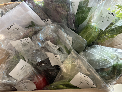 【お買い得☆旬の野菜セット（10品〜13品目）】新鮮お野菜🌿🫛🧅農薬、除草剤、化学肥料等、一切不使用☆ゆうパック🏣80サイズにたっぷりお入れいたします☆