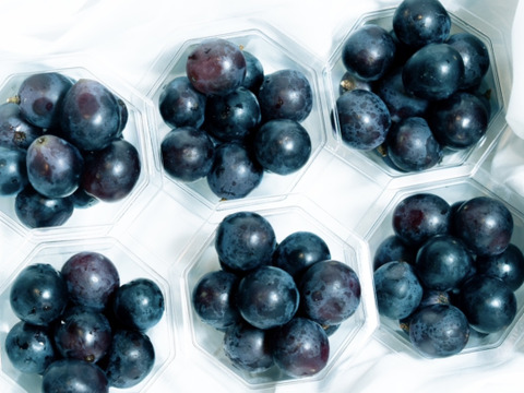 今年度最終出荷❗山梨県 巨峰の町 牧丘町【紫黒色の宝石】【最高峰牧丘の巨峰】【少し食べたい量!!カップ】