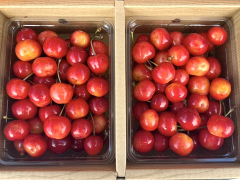 🍒最終間近🍒【朝どれ】《佐藤錦》さくらんぼ 山形県東根産 1kg L.2L 秀・特秀品 バラ詰め