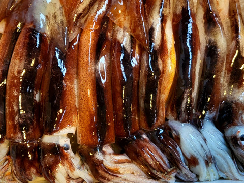 明日20日18時で終了します🙇大漁記念！【生スルメイカ】バラサイズ1箱２.４㎏入