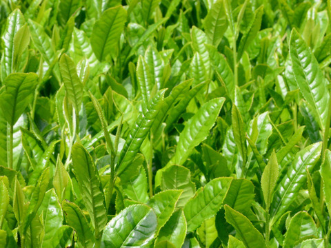 ナチュラルな美味しさ＊50g×2袋/農薬・化学肥料不使用＊茶農家の深蒸し茶