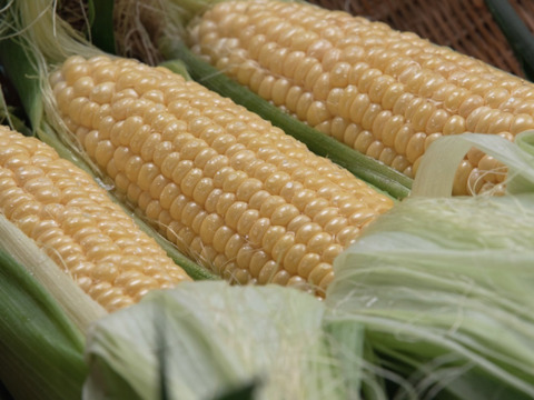 朝採り！とうもろこし☆2L『9〜10本』