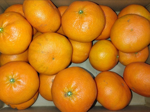 《ご家庭用》愛媛県限定品種『甘平』(5kg)