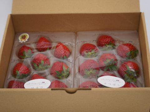 【Premium Strawberry Selection】
特選よつぼしと全国コンテスト受賞はるひ　290g×2p