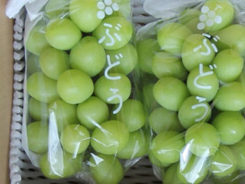 【300円引き】シャインマスカット 家庭用・約1kg／出店記念の特別価格！【朝どれ】