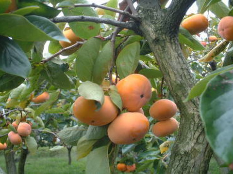 エコ栽培 富有柿 石川県産 5個入り エコ栽培