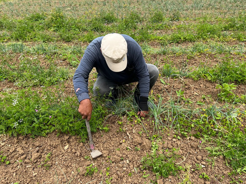 【島らっきょう500g】5月から収穫開始！「喜界島」の太陽と隆起サンゴ礁でできた『農薬不使用の土』で栽培