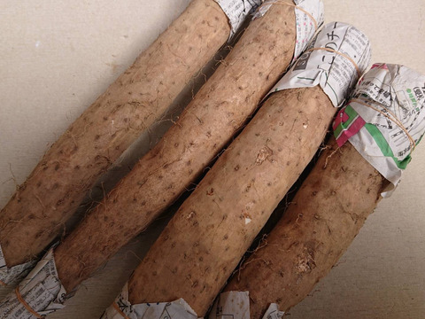 長野県産「春掘り長芋」約2kg入り/甘味と粘り良しですよ。長芋レシピ商品説明に色々記載してますのでご参考になさって下さいませ。※日持ちします。