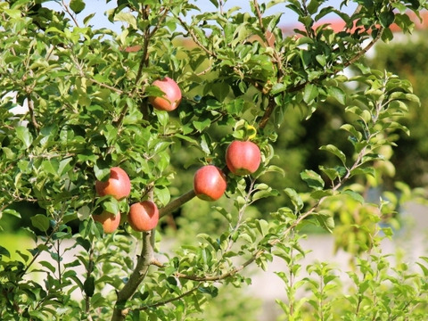 【農薬不使用】果汁が多く、シャキシャキ美味しい！皮ごとガブっとかじって旬の味を感じてください！おいしいリンゴ、つがる（２キロ）７個前後