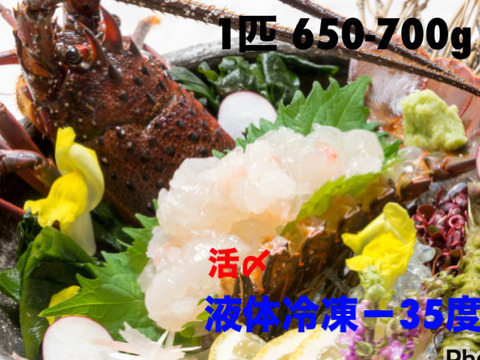 液体冷凍伊勢海老　訳あり品　650-700ｇ×2匹