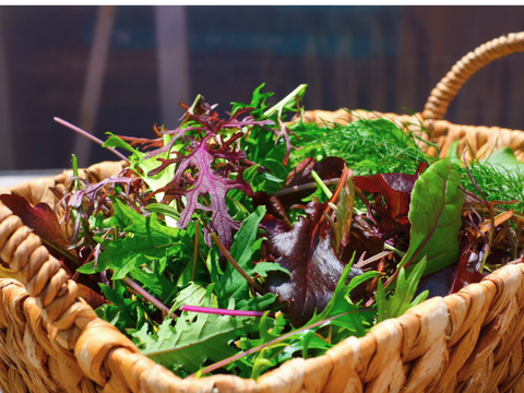 違いはわかります！G20サミット採用サラダ！10種のヨーロピアンリーフミックス【簡易包装500g×2p】▲月・火・水・木着専用▲