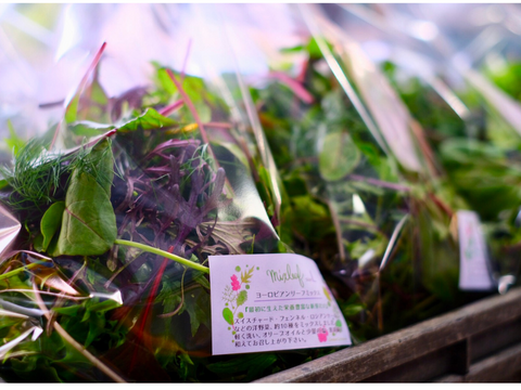 違いはわかります！G20サミット採用サラダ！10種のヨーロピアンリーフミックス【100gパック×3p】★金・土・日着専用★