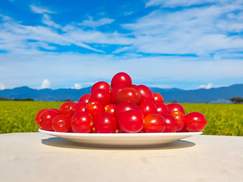樹上完熟有機ミニトマト100％(無垢のトマト)プレミアム高糖度トマトジュース 1リットル １本（完全無添加）
