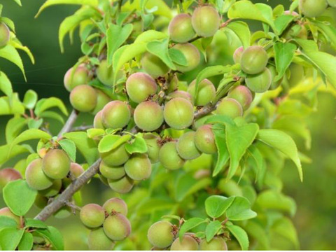 採りたて発送‼︎お買得【小梅約3kg】梅酒・梅シロップ用小さめ小梅♪
