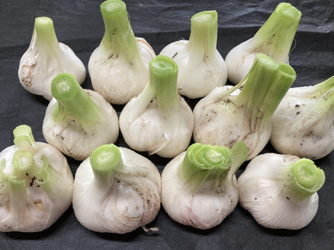 訳あり土付き「生にんにく」40玉【たくさん食べたい人向け】6月中旬以降お届け