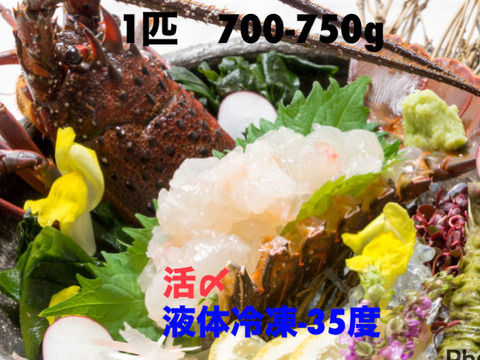 液体冷凍伊勢海老　訳あり品　700-750ｇ×1匹