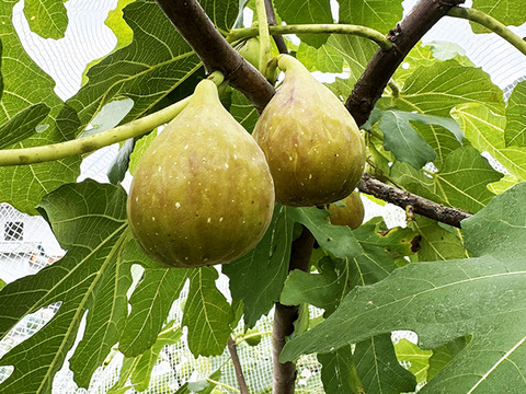 熟して甘い！岡山県産イチジク（約1.5kg、4パック）