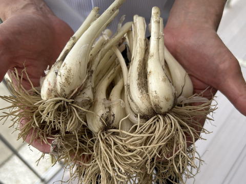 採れたて！鳥取の根付き砂付きらっきょう　3Kg