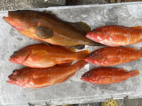 明日朝まで限定！捕れたて！アコウ・アカハタ 約2kgオーバー 長崎県対馬市(内臓・鱗処理済)