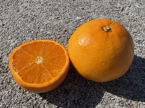 【まるでジュース！とろける甘さ】広島県産｢せとか｣ 5kg