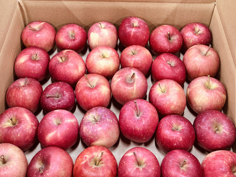 ★すぐに出荷★【加工用バラ詰め】極小玉のほのか（早生ふじ） ジュース、スイーツ、コンポート、すりおろし林檎　加工用・業務用🍎約4.5Kg　青森県産